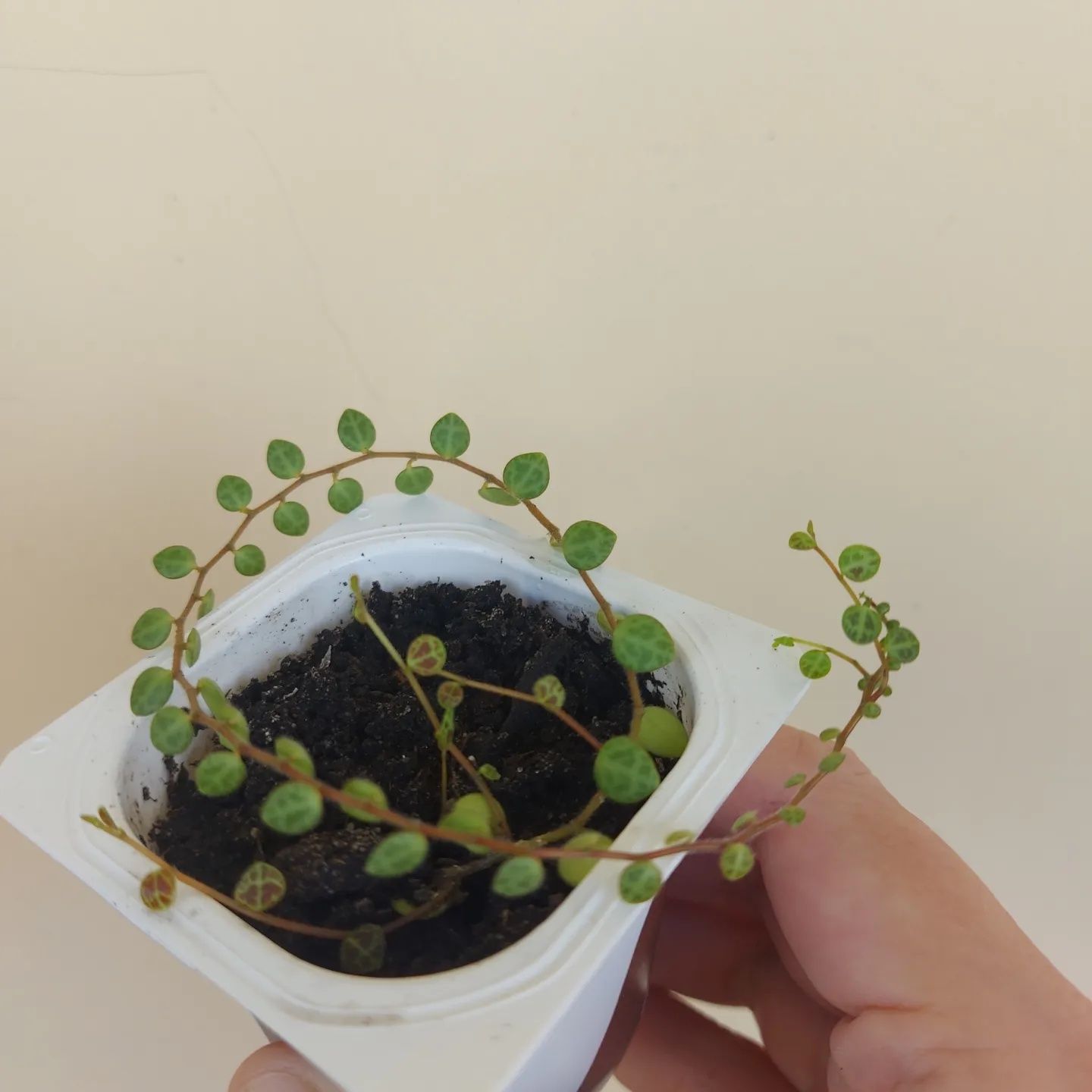 Пеперомия прострата / Peperomia prostrata