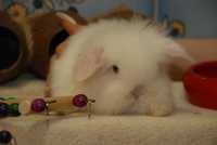 Белоснежные мини крольчата вислоушки - Снежинка