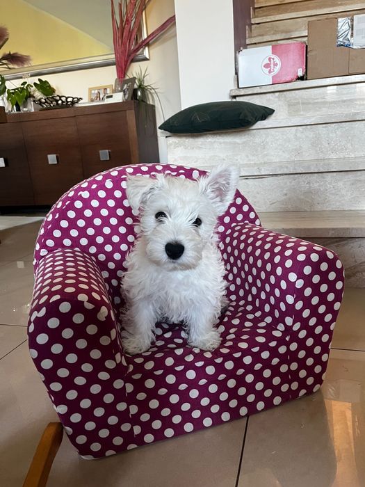 West Highland white terrier piesek