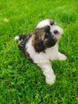 Shih Tzu Dziewczynka