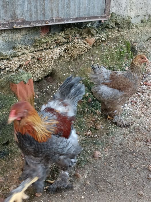 Casal Brahma Perdiz Azul