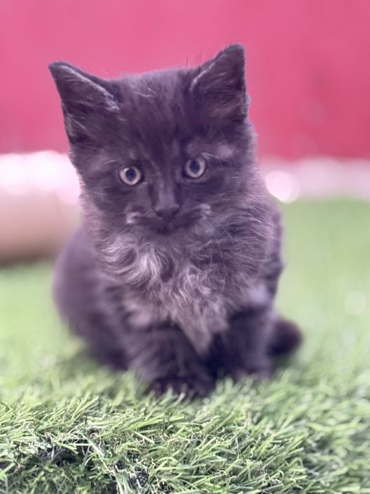 Adocao de lindos gatos