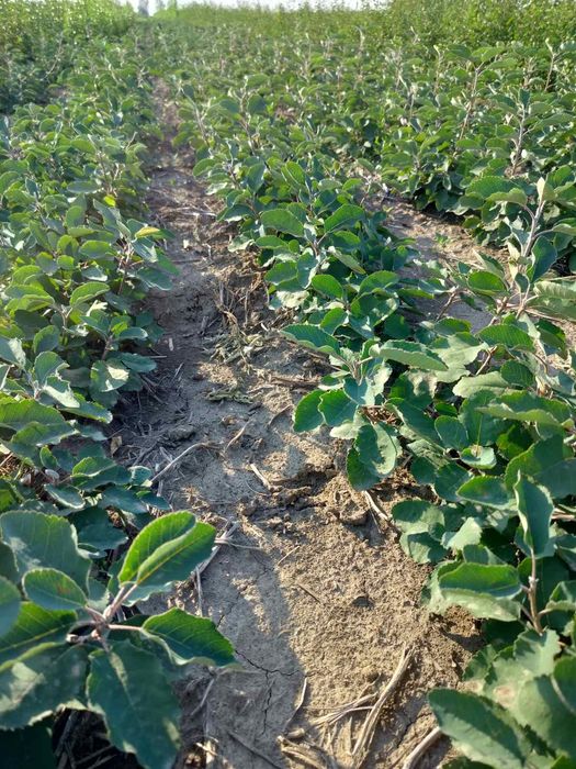 Ірга Канадська крупноплідна і Ханнівуд (трирічні і однорічні саджанці)