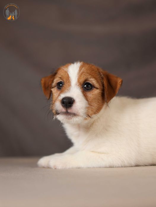 Jack Russell Terrier ZKwP FCI piękna suczka po CH.,PL