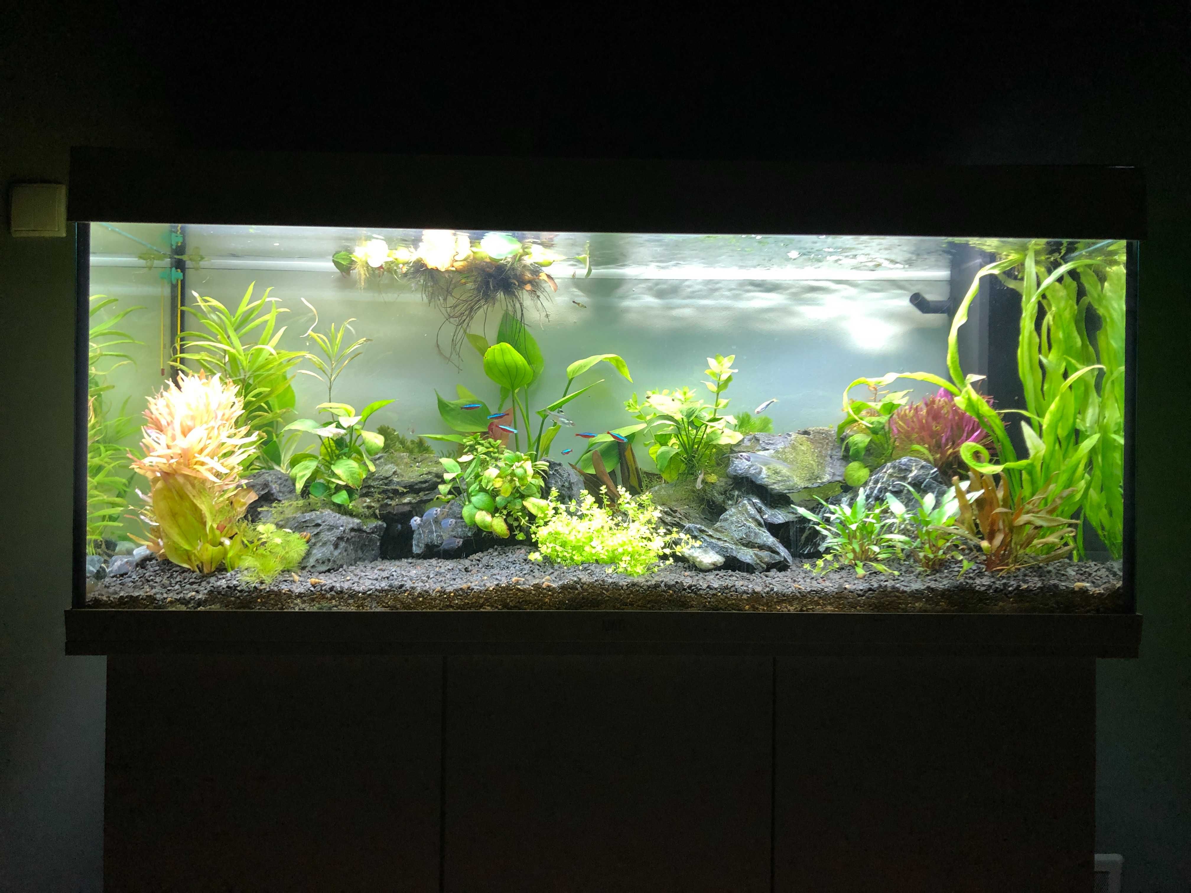Juwel Rio 240 LED – akwarium z szafką, osprzętem i dekoracją