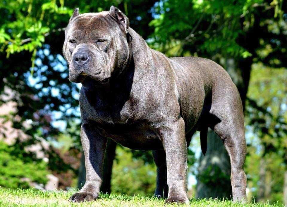 American Bully XL reproduktor ABKC