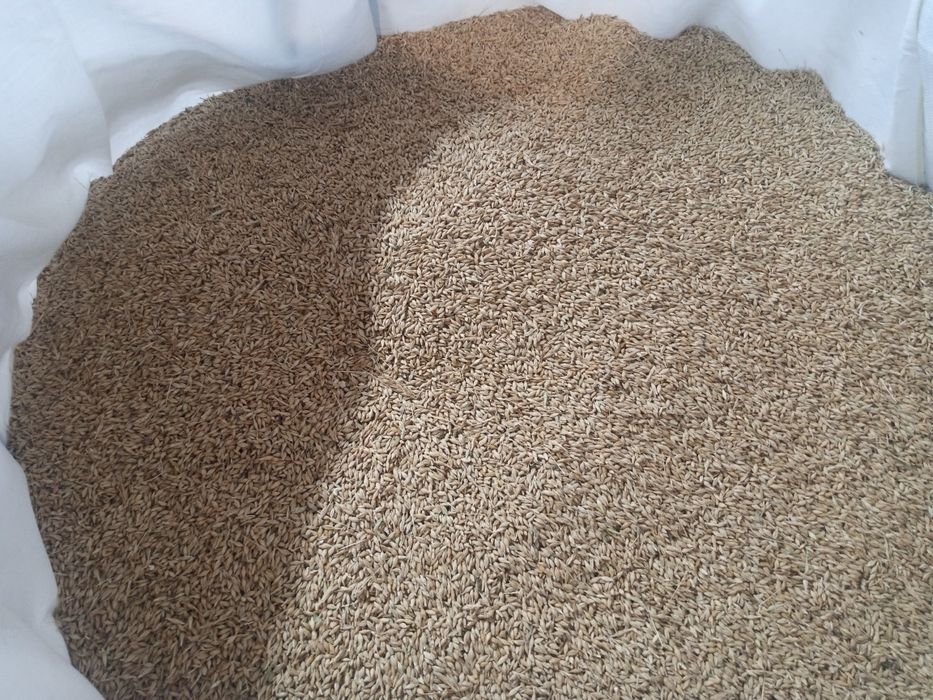 Продам ячмінь дев'яти вал 2025