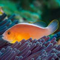 Amphiprion sandaracinos - Orange Skunk Clownfish TB - ÁGUA SALGADA