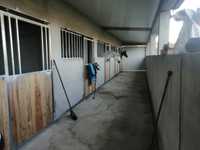 alugo espaço com 5 boxes estábulos alojamento para cavalos com terreno