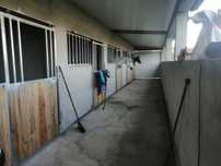 alugo ou vendo terreno com picadeiro e boxes para cavalos