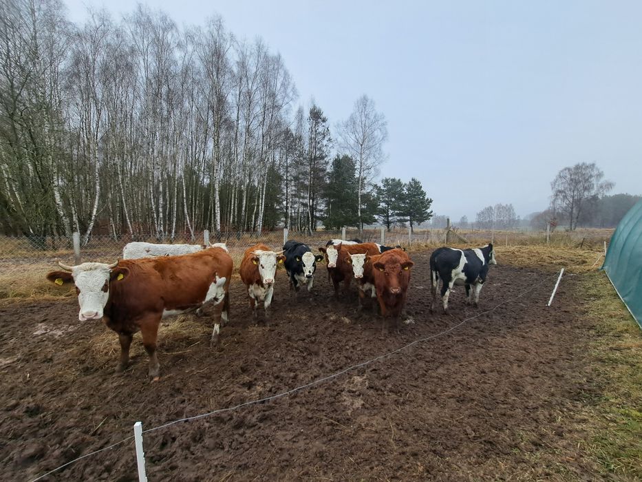 Jałówki roczne mieszańce