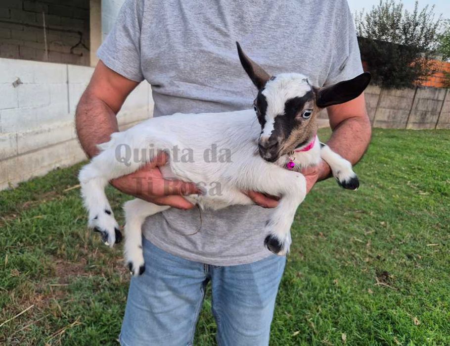 Cabra Olhos Azuis
