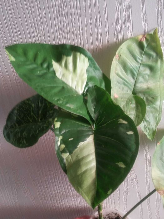 Замія (картонна пальма), маранта,сингоніуми, бегонія,  Кімнатні квіти