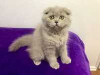 Fêmea Scottish Fold Highland Lilac