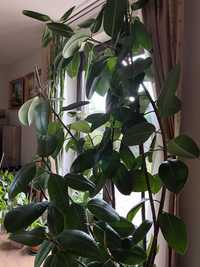 Piękny i duży Ficus elastica ok. 3m