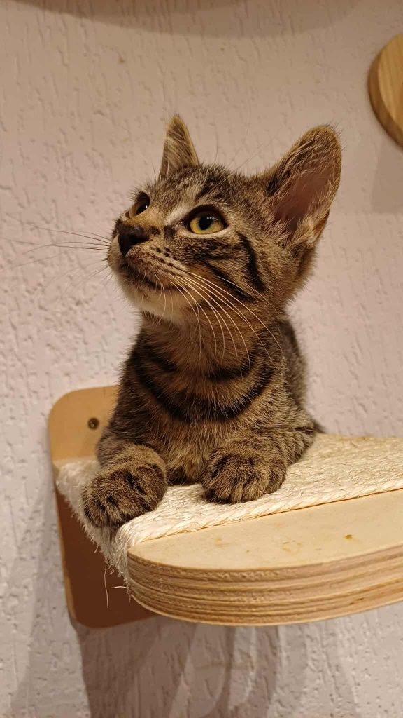 Król Lew szuka chaty