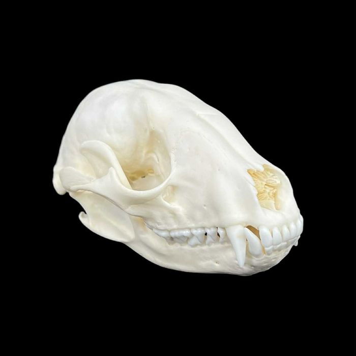 Czaszka szopa pracza, model anatomiczny