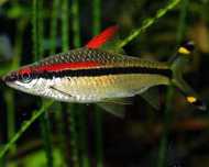 Brzanka Denisona