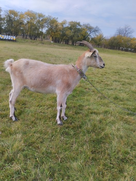 Продається дійна коза