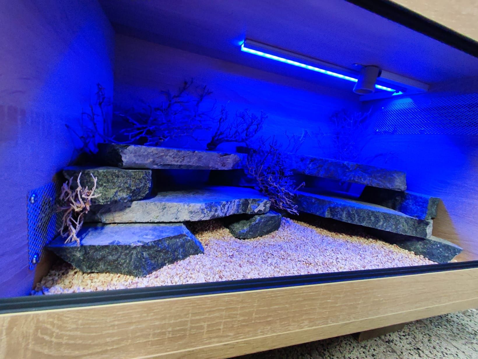 Terrarium gekon agama jaszczurka PETMARKET