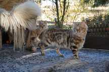 DLUGOWLOSY unikatowy kot bengalski