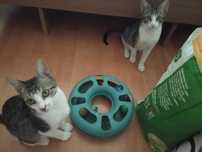 Gatinhas bebés para adoção consciente