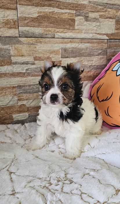 Yorkshire Terrier Biewer cudna  sunia york