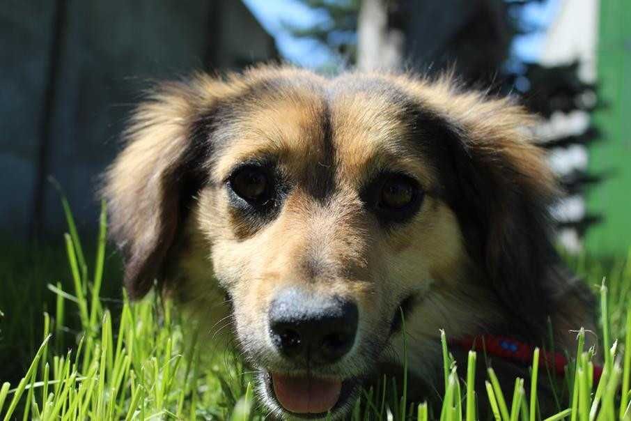 103031 Pawełek do adopcji