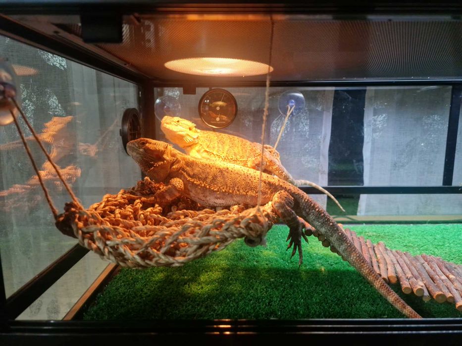 Vendo terrário para répteis