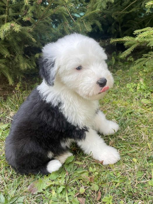 Owczarek staroangielski-Bobtail