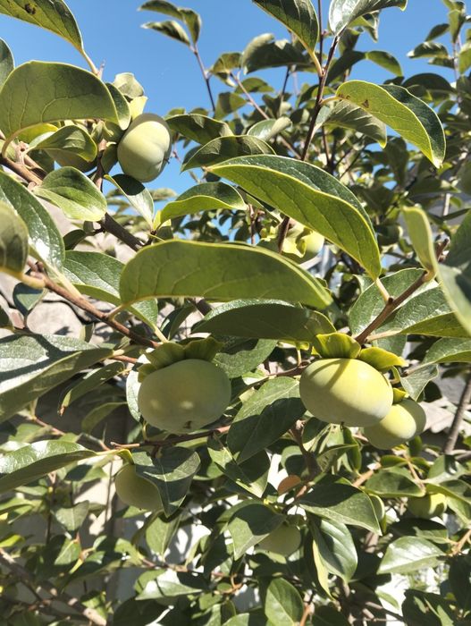 ИНЖИР САЖЕНЦЫ), ПРОДАМ,хурма, киви, гранат, фисташка,