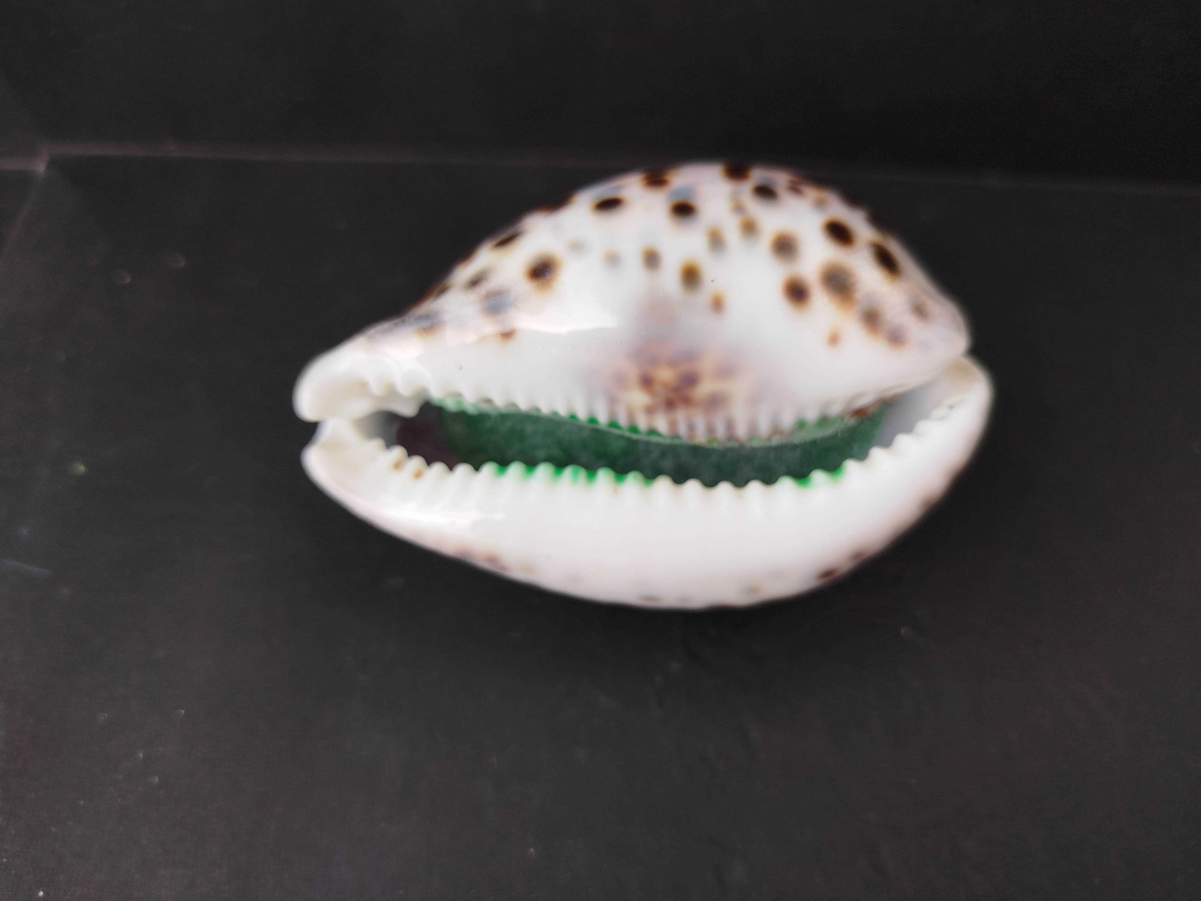 Obciążnik do papieru Torrevieja Hiszpania muszla Cowrie і krab