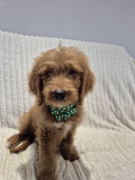 Goldendoodle f1 standard red-brown & white