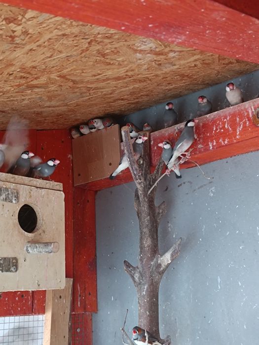 Ptaki egzotyczne ryzowce