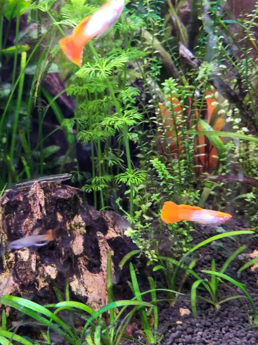 10 guppys nariz vermelho juvenis