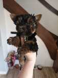 Yorkshire terrier York jeden z trzech muszkieterów