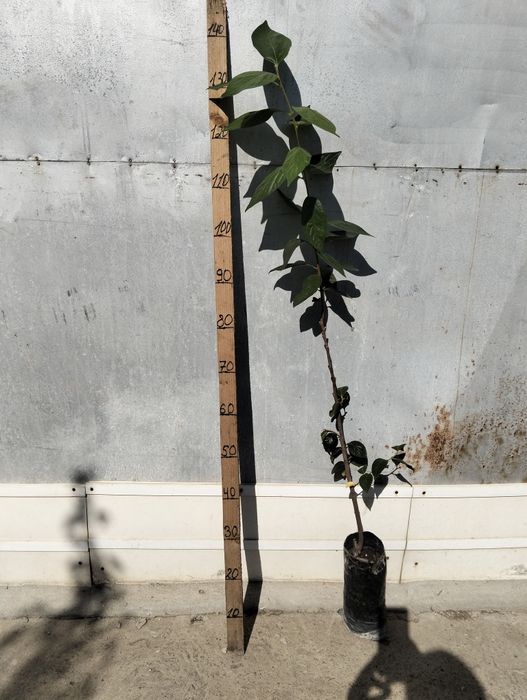 ИНЖИР САЖЕНЦЫ), ПРОДАМ,хурма, киви, гранат, фисташка,