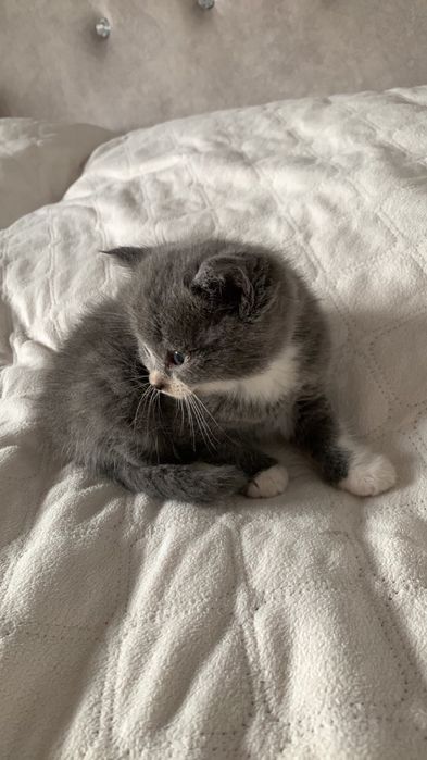 кошеннята безкоштовно