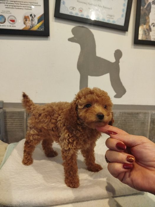 Pudel toy aprcot/ toffi sunia