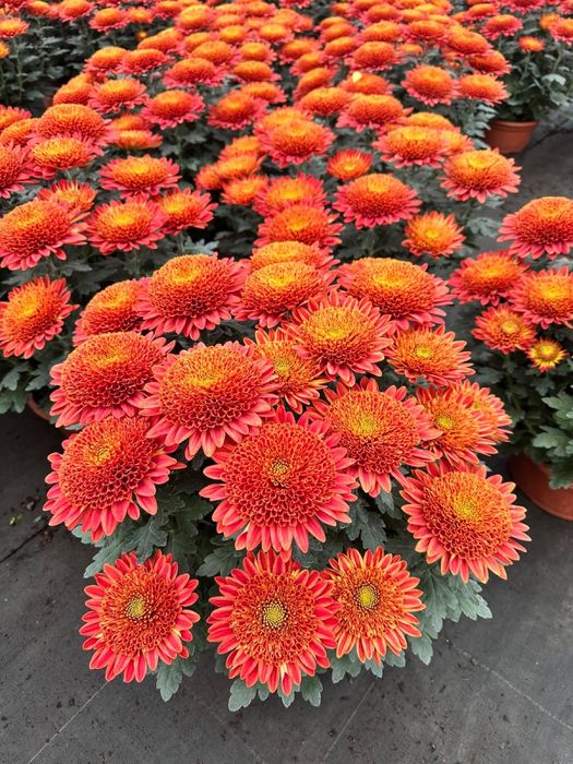 Piękne Chryzantemy duży wybór