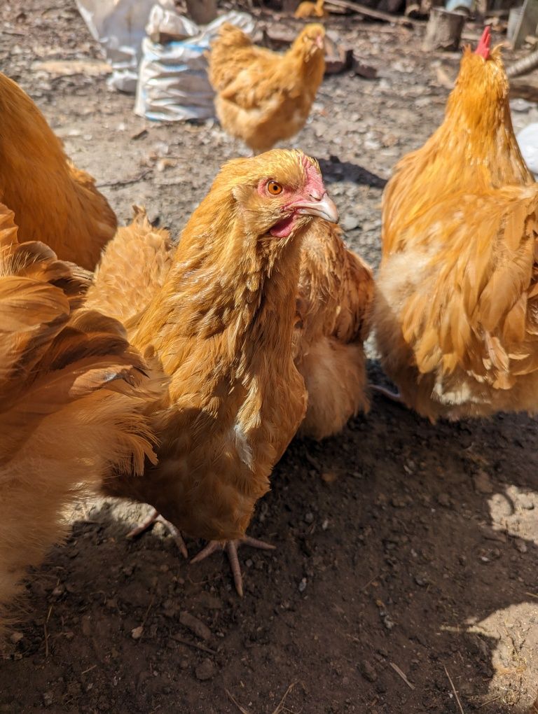 Продам інкубаційне яйце палевого орпінгтона