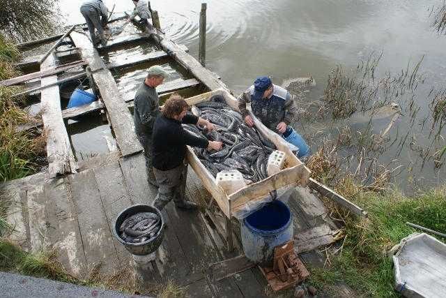 Karp durzy 1.-2kg tylko w małych ilościach  35 zł kg inne amur karaś