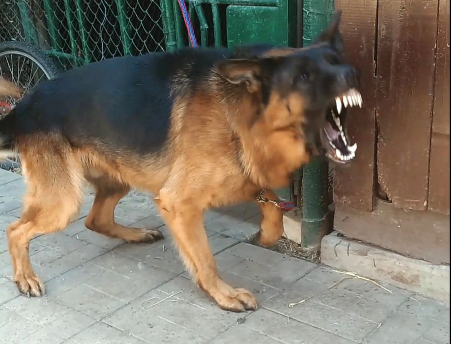 Стандарт и длинники щенки.