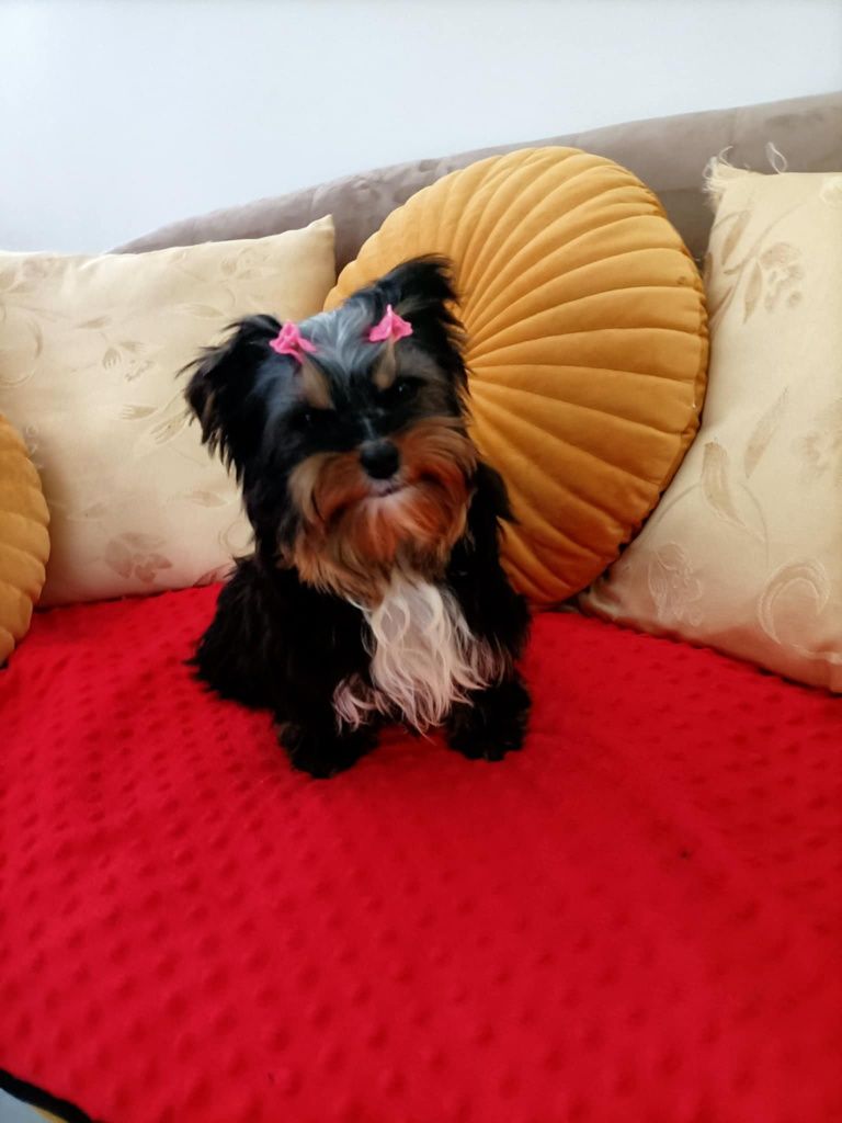 Yorkshire terrier