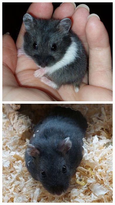 Chomiki dżungarskie dżungalskie campbella czarne MOŻLIWA WYSYŁKA