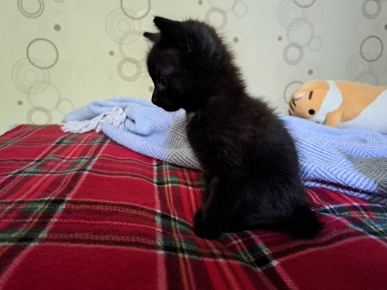 Отдадим котенка в хорошие руки