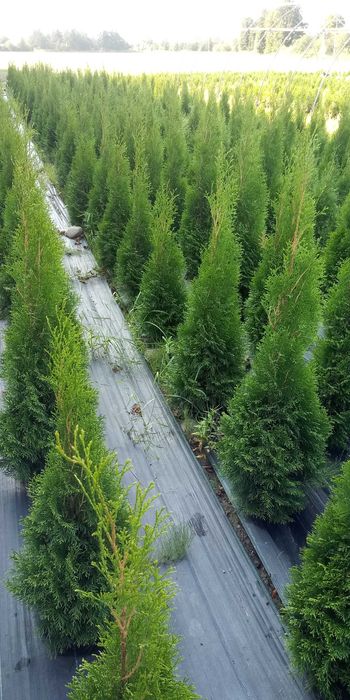 Tuje Tuja Szmaragd 110-130cm Thuja Smaragd Producent