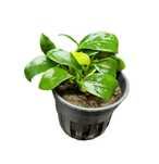 Anubias bonsai koszyk