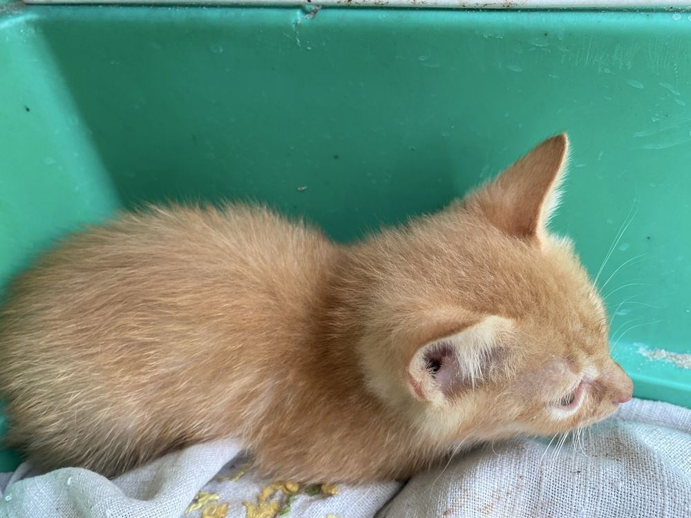 Котята 3 місяці хлопчик і дівчинка