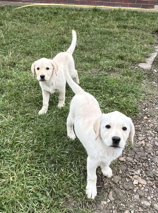 Продаж лабрадорів